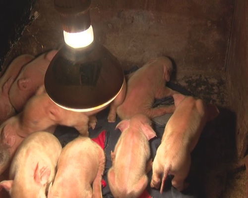 女子离家两天活珠子孵出四五十只鸡