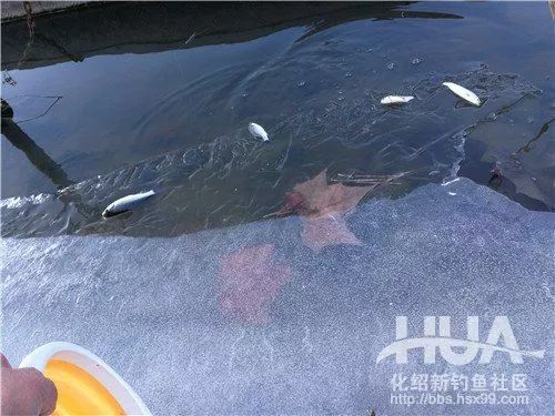 高温天男子往鱼塘放冰块降温