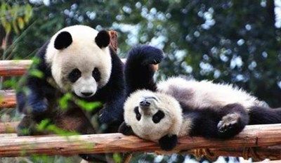 流浪野生大熊猫攻略游戏