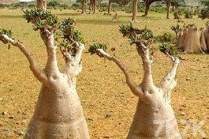 索特拉岛逃脱游戏攻略 索特拉岛逃脱游戏攻略