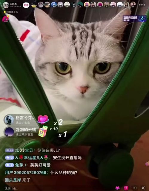 抖音小游戏猫咪乐园攻略