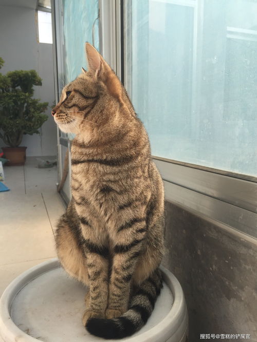 Dota2土猫技能图像