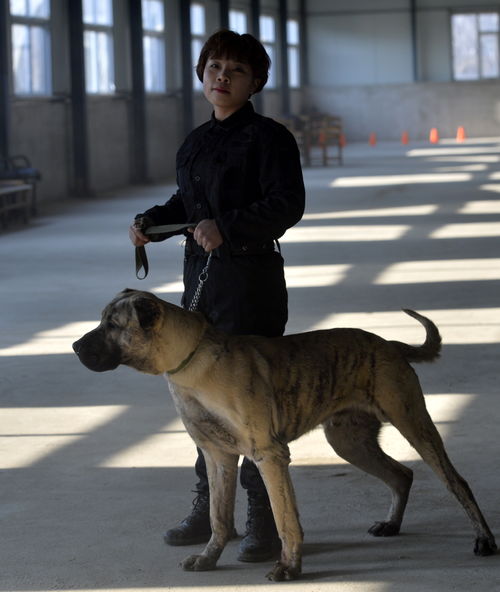 跳跳犬哪里多(跳跳犬 哪里多)