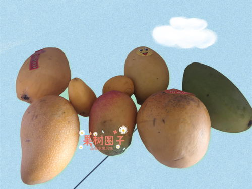 dota2芒果价格(dota2 芒果)