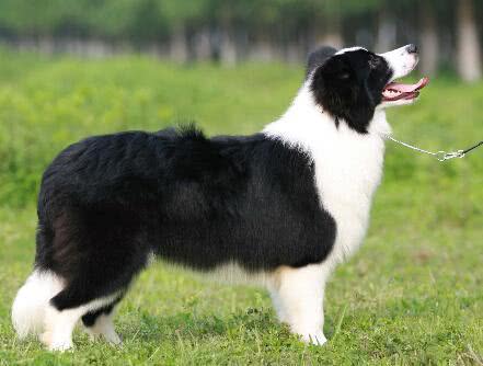 4岁男童被2只恶犬袭击 或需全身换血