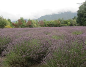 薰衣草农场游戏攻略