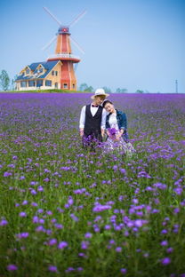 薰衣草庄园游戏攻略