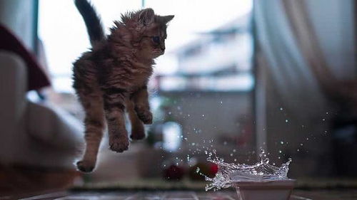 翻身攻略游戏视频