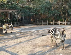 上海动物园攻略游戏