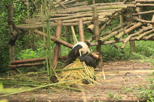 熊猫基地攻略游戏