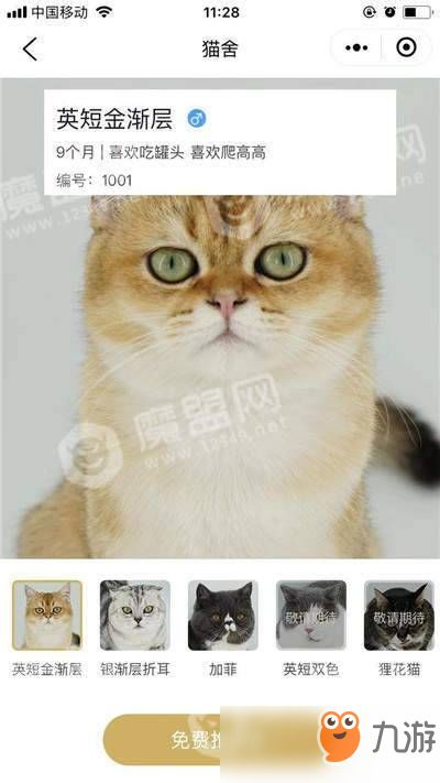 新手养猫攻略游戏 新手养猫攻略游戏