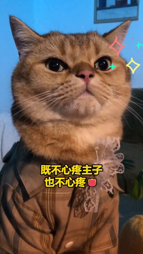 猫咪养猪攻略游戏