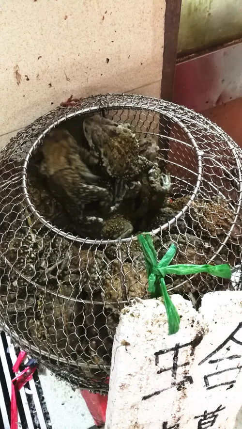 广东一男子吃蟾蜍中毒身亡