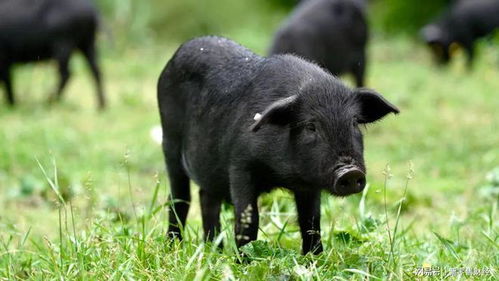 领养黑猪游戏攻略