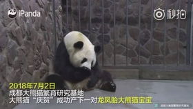 甲亢哥第一次看熊猫激动出夹子音