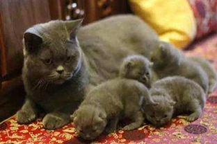 母猫生下双头猫3眼2嘴2鼻
