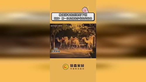 敦煌下班的骆驼也太快乐了