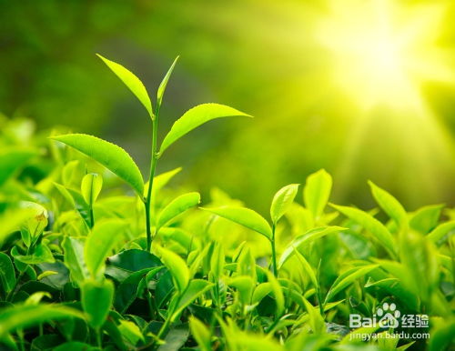 成为攻略游戏的绿茶