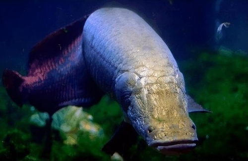 男子在家中建10米长鱼缸养巨骨舌鱼