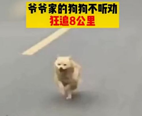 狗狗与小主人绕圈追逐竟懂得回头堵