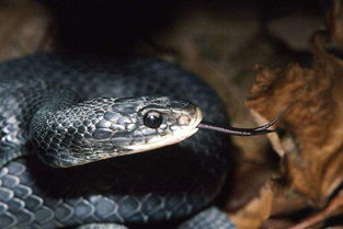 女子疑被蛇咬身亡:预计5天给答复