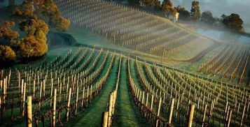 葡萄酒庄园游戏攻略