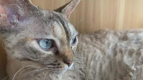 卡通猫小游戏攻略视频