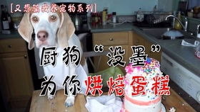 拉屎小狗蛋糕真是人能想出来的吗 拉屎小狗蛋糕真是人能想出来的吗