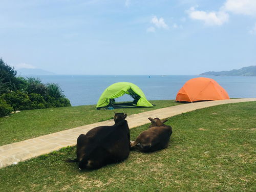 露营装备游戏攻略买衣服