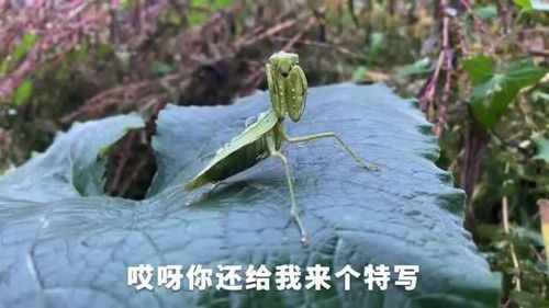 男子误杀邻居宠物螳螂赔400元