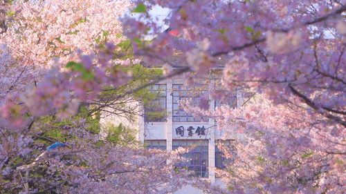 樱花校园模拟器谈恋爱图解攻略