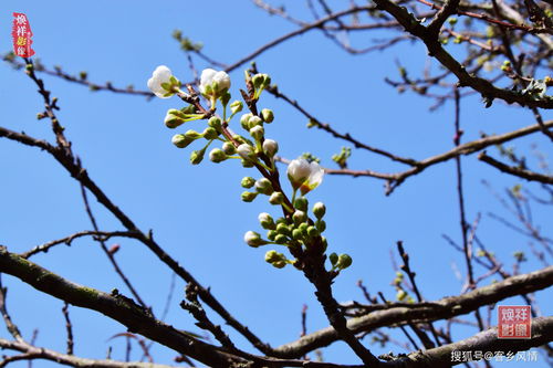 江南百景图朵朵花开淡墨痕活动怎么玩?