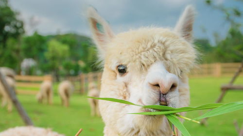 小森生活彩虹羊驼怎么找?