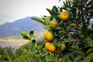 小森生活蜜桔在哪采摘