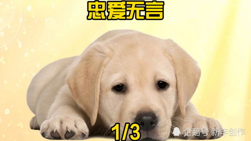 原神畅畅的小狗任务怎么完成？