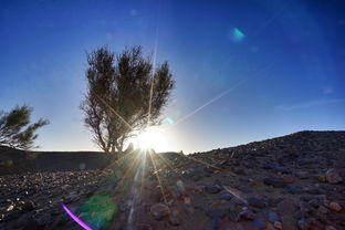 光遇密林遗迹冥想在什么地方? 光遇密林遗迹冥想在什么地方?