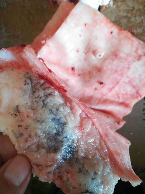 原神小蕈猪抓取位置在哪 须弥小蕈猪位置分享