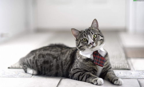 猫咪公寓2猫猫怎么获取 猫猫获取方法