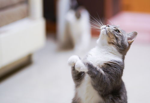猫咪公寓2推图用什么猫 推图猫咪推荐