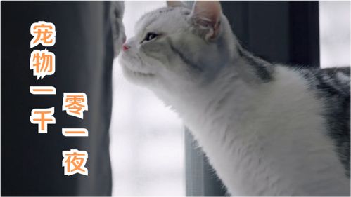 猫咪公寓2天赋撸猫怎么玩 天赋撸猫玩法