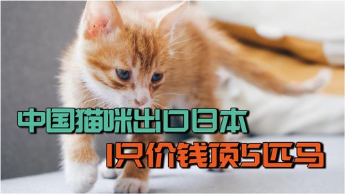 蛋仔派对吾皇猫多少钱 吾皇猫价格介绍
