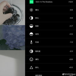 以闪亮之名黑珍珠捏脸数据 黑珍珠官方捏脸数据id分享