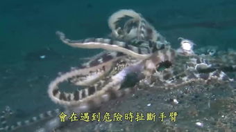 潜水员戴夫章鱼怎么打 潜水员戴夫章鱼boss打法攻略