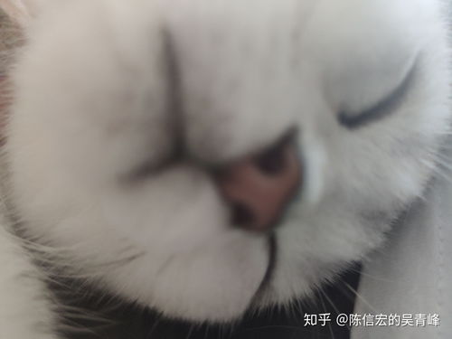 黑暗笔录怎么获得猫条 猫条获取教程分享