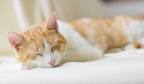 桃源深处有人家猫咪喜爱物品介绍 猫咪喜爱物品图鉴汇总