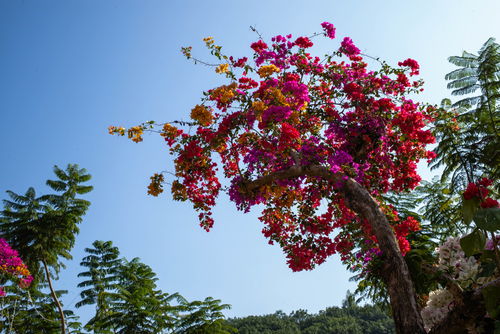 原神枫丹海露花在哪里 枫丹地区特产海露花收集位置一览