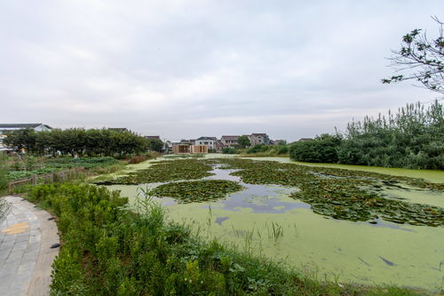 江南百景图汪直值得抽吗?汪直价值分析及珍宝搭配攻略