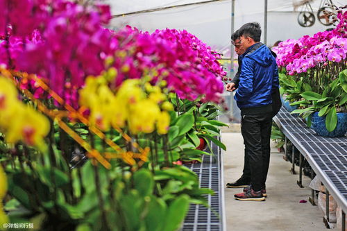 鲜花小镇礼包码大全 鲜花小镇礼包码怎么领