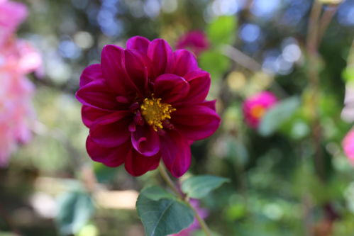 百花争艳《一梦江湖》花朝节全外观曝光