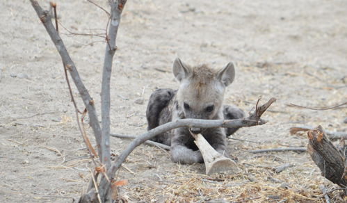 呼啸而至宛如猎豹，嗅觉灵敏射术不俗